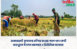রাজারহাটে কৃষকের তলিয়ে যাওয়া পাকা ধান কেটে ঘরে তুলে দিলেন আনসার ও ভিডিপির সদস্যরা
