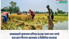 রাজারহাটে কৃষকের তলিয়ে যাওয়া পাকা ধান কেটে ঘরে তুলে দিলেন আনসার ও ভিডিপির সদস্যরা