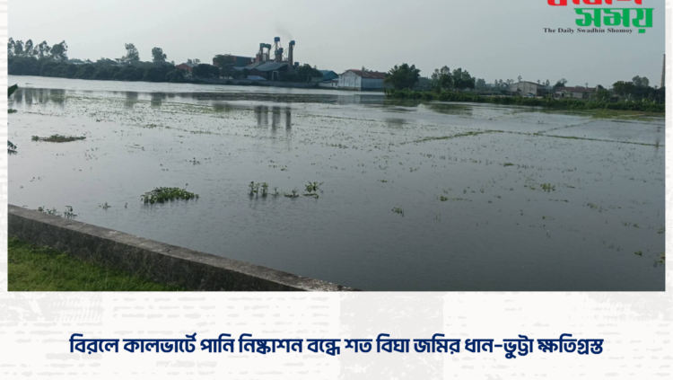 বিরলে কালভার্টে পানি নিষ্কাশন বন্ধে শত বিঘা জমির ধান–ভুট্টা ক্ষতিগ্রস্ত