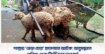 শাল্লায় ‘ভেড়া চোর’ হাতেনাতে আটক: অনুসন্ধানে বেরিয়ে এলো দীর্ঘদিনের অপকর্ম