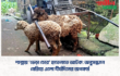 শাল্লায় ‘ভেড়া চোর’ হাতেনাতে আটক: অনুসন্ধানে বেরিয়ে এলো দীর্ঘদিনের অপকর্ম