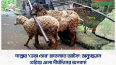 শাল্লায় ‘ভেড়া চোর’ হাতেনাতে আটক: অনুসন্ধানে বেরিয়ে এলো দীর্ঘদিনের অপকর্ম