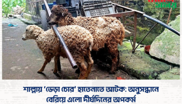 শাল্লায় ‘ভেড়া চোর’ হাতেনাতে আটক: অনুসন্ধানে বেরিয়ে এলো দীর্ঘদিনের অপকর্ম