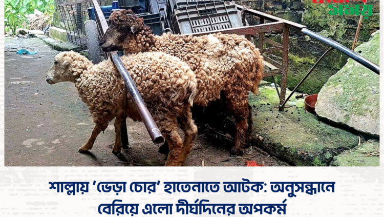 শাল্লায় ‘ভেড়া চোর’ হাতেনাতে আটক: অনুসন্ধানে বেরিয়ে এলো দীর্ঘদিনের অপকর্ম