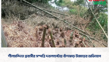 শীলমন্দিতে প্রবাসীর সম্পত্তি দখলচেষ্টায় বাঁশঝাড় উজাড়ের অভিযোগ।