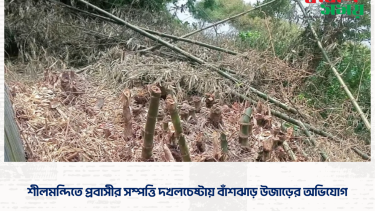 শীলমন্দিতে প্রবাসীর সম্পত্তি দখলচেষ্টায় বাঁশঝাড় উজাড়ের অভিযোগ।