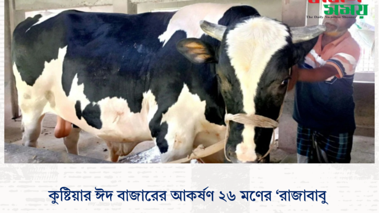 কুষ্টিয়ার ঈদ বাজারের আকর্ষণ ২৬ মণের ‘রাজাবাবু’