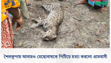 শৈলকুপায় আবারও মেছোবাঘকে পিটিয়ে হত্যা করলো গ্রামবাসী