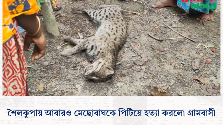 শৈলকুপায় আবারও মেছোবাঘকে পিটিয়ে হত্যা করলো গ্রামবাসী