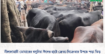 নীলফামারী ডোমারের বসুনিয়া ঈদের হাটে ক্রেতা-বিক্রেতার উপচে পড়া ভিড়