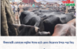 নীলফামারী ডোমারের বসুনিয়া ঈদের হাটে ক্রেতা-বিক্রেতার উপচে পড়া ভিড়