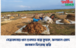 নেত্রকোনায় ধান শুকাতে ব্যস্ত কৃষক, ঝলমলে রোদে জনমনে ফিরেছে স্বস্তি
