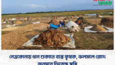 নেত্রকোনায় ধান শুকাতে ব্যস্ত কৃষক, ঝলমলে রোদে জনমনে ফিরেছে স্বস্তি