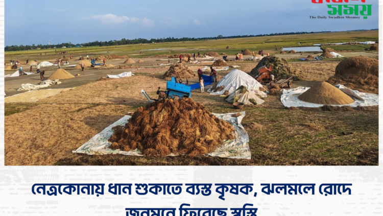 নেত্রকোনায় ধান শুকাতে ব্যস্ত কৃষক, ঝলমলে রোদে জনমনে ফিরেছে স্বস্তি