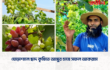 ঘোড়াশালে ছাদ কৃষিতে আঙ্গুর চাষে সফল আকরাম ‎ ‎
