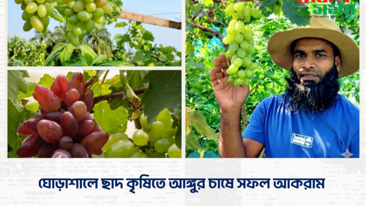 ঘোড়াশালে ছাদ কৃষিতে আঙ্গুর চাষে সফল আকরাম ‎ ‎
