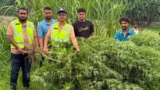 ভূরুঙ্গামারীতে গাঁজার চাষ
