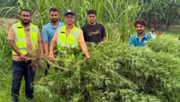 ভূরুঙ্গামারীতে গাঁজার চাষ