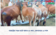 বারহাট্টার পশুর হাটে আদায় ৪০ লাখ, কোষাগারে ১৫ লাখ