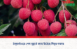 ঠাকুরগাঁওয়ে শেষ মুহূর্তে জমে উঠেছে লিচুর বাজার