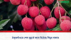ঠাকুরগাঁওয়ে শেষ মুহূর্তে জমে উঠেছে লিচুর বাজার