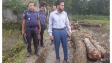 নান্দাইলে এসিল্যান্ডের অভিযানে কাঠ জব্দ
