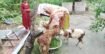 ১,২২০ অসহায় পরিবার পেল স্বাবলম্বী হওয়ার সুযোগ