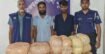 বিজয়নগরে ২০ কেজি গাঁজাসহ দুই মাদক কারবারি গ্রেপ্তার