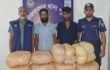 বিজয়নগরে ২০ কেজি গাঁজাসহ দুই মাদক কারবারি গ্রেপ্তার