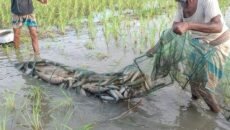 ধর্মপাশা ও মধ্যনগর উপজেলায় মাছের বংশ ধ্বংশ, দেশীয় মাছ বিলুপ্তির পথে।