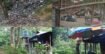 সংরক্ষিত বনে সিন্ডিকেটের রাজত্ব