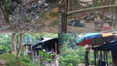 সংরক্ষিত বনে সিন্ডিকেটের রাজত্ব