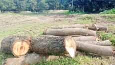 রামেবি এর ৮ হাজার গাছ কাগজে থাকলেও বাস্তবে উধাও