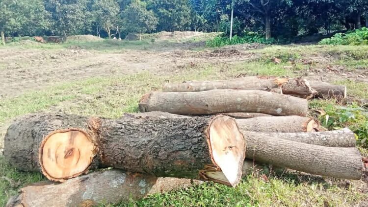 রামেবি এর ৮ হাজার গাছ কাগজে থাকলেও বাস্তবে উধাও