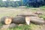 রামেবি এর ৮ হাজার গাছ কাগজে থাকলেও বাস্তবে উধাও