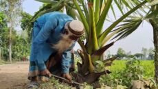 ঠাকুরগাঁওয়ে একাই ৫২ হাজার তালগাছ লাগিয়েছেন খোরশেদ আলী