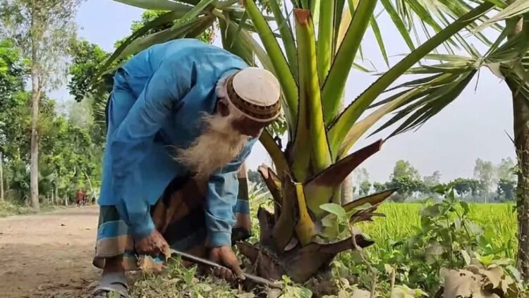 ঠাকুরগাঁওয়ে একাই ৫২ হাজার তালগাছ লাগিয়েছেন খোরশেদ আলী
