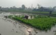 আষাঢ়েও খরায় পুড়ছে বরেন্দ্র সেচ ও সারের বাড়তি খরচে দিশেহারা গোদাগাড়ীর কৃষকেরা