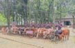 মধ্যনগর সীমান্তে বাঙ্গালভিটায় বিজিবির অভিযানে, ২৮ ভারতীয় গরু ও ১ টি স্টিলবডি নৌকা আটক