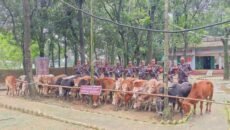 মধ্যনগর সীমান্তে বাঙ্গালভিটায় বিজিবির অভিযানে, ২৮ ভারতীয় গরু ও ১ টি স্টিলবডি নৌকা আটক