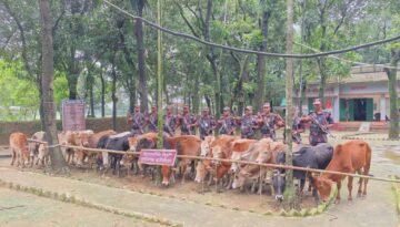 মধ্যনগর সীমান্তে বাঙ্গালভিটায় বিজিবির অভিযানে, ২৮ ভারতীয় গরু ও ১ টি স্টিলবডি নৌকা আটক