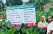 লতিকচু চাষে আলোর মুখ দেখছেন ভেড়ামারার শিরিনা