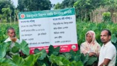 লতিকচু চাষে আলোর মুখ দেখছেন ভেড়ামারার শিরিনা