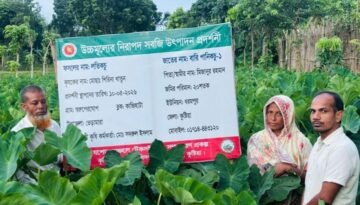 লতিকচু চাষে আলোর মুখ দেখছেন ভেড়ামারার শিরিনা