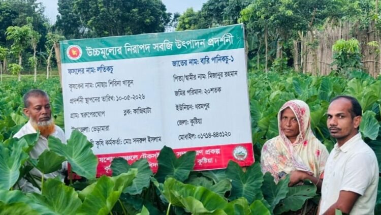 লতিকচু চাষে আলোর মুখ দেখছেন ভেড়ামারার শিরিনা